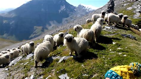 Meet the Valais blacknose sheep - YouTube