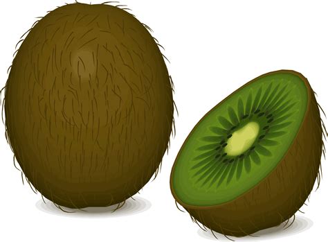 Clipart - kiwi fruit