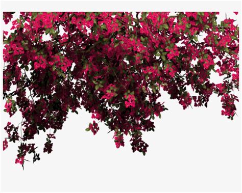 Download Bougainvillea Png - HD Transparent PNG - NicePNG.com