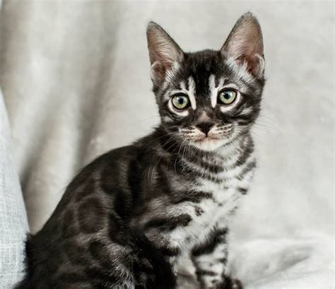 Pretty silver charcoal Bengal kitten just before leaving for his new ...