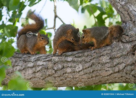 Baby Tree Squirrel