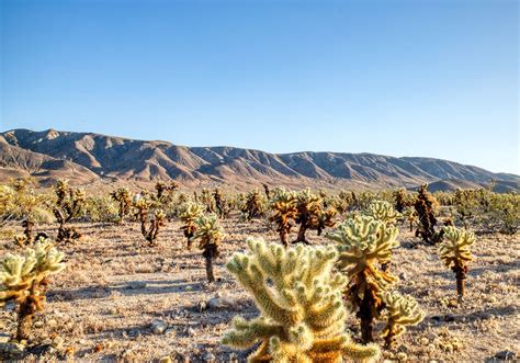 2020-05-16 CHOLLA CACTUS GARDEN - heyyouphoto.com