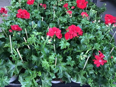 Geranium Trailing Red – Kew Gardener