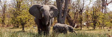 Visit Moremi Wildlife Reserve, Botswana | Audley Travel