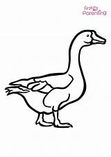 Goose Coloring Pages sketch template