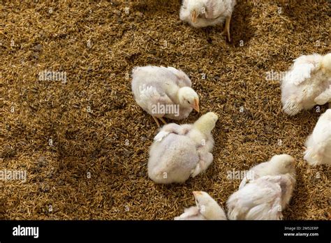 Poultry meat farming ,Chickens in close farm, temperature and light ...