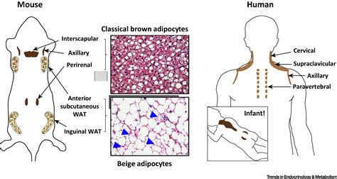 The Common and Distinct Features of Brown and Beige Adipocytes: Trends in Endocrinology & Metabolism