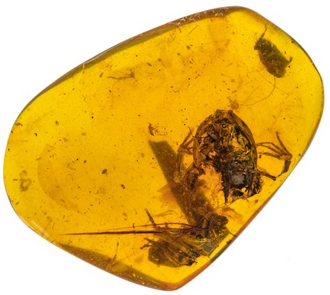 Amber fossils provide oldest evidence of frogs in wet, tropical forests – Research News