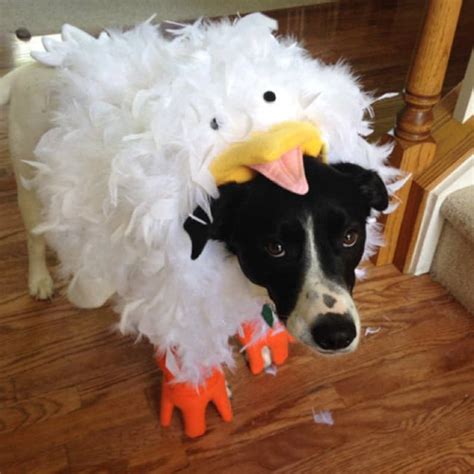 Crazy Chicken Costume for Dog Large-XXLarge by Cozy Pawz | Etsy