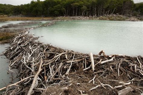 A beaver dam : interestingasfuck