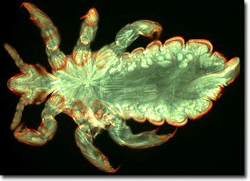 Molecular Expressions Microscopy Primer: Specialized Microscopy Techniques - Fluorescence ...