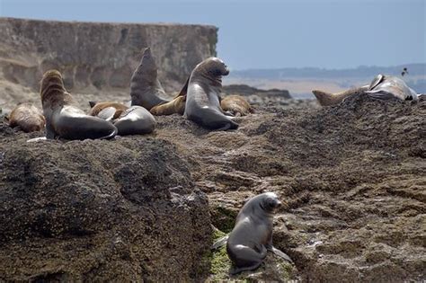 Phillip Island Wildlife Cruise with Optional Penguin Parade and 3 Park Pass - Picture of Phillip ...