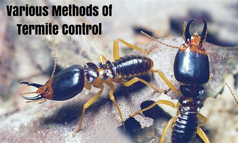 Various Methods Of Termite Control | by Bayswater Pest Control | Medium