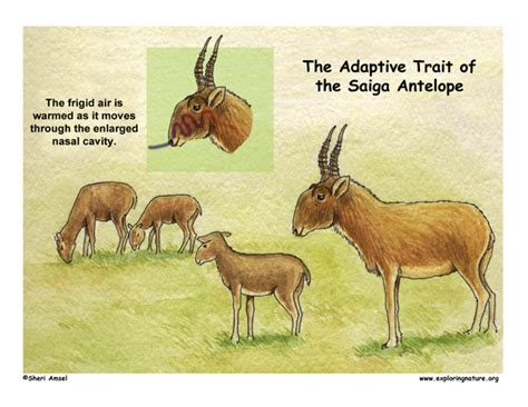 Adaptations of the Saiga Antelope