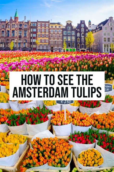 Amsterdam Tulips: How To See These Majestic Blooms | Amsterdam tulips, Amsterdam travel guide ...