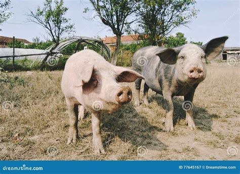 Two pigs stock image. Image of gate, livestock, processed - 77645167