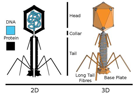 Difference Between Retrovirus and Bacteriophage | Definition, Characteristics, Features, Examples