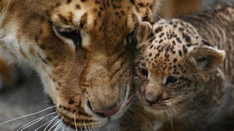 Liliger cubs born at Russian zoo - UPI.com