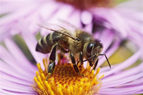 Honeybees - How to Keep Them - Southeast AgNET