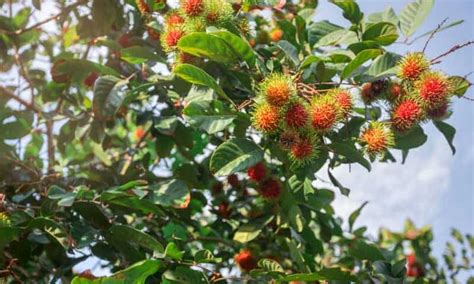 How to Grow and Care Rambutan Tree