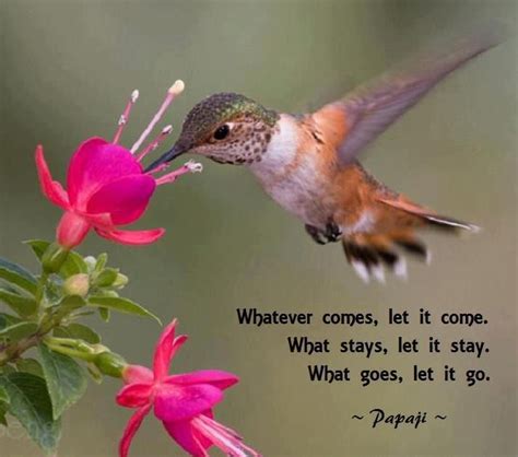 Quotes About Beauty And Hummingbirds. QuotesGram | Things to come ...