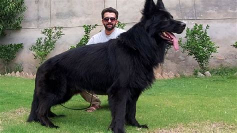 Biggest Black German Shepherd in The world 6 Puppy Available Black ...