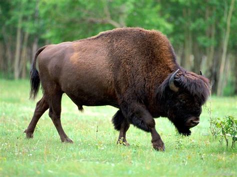 Bison | Animal Wildlife