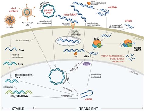 Pharmaceuticals | Free Full-Text | siRNA Genome Screening Approaches to Therapeutic Drug ...