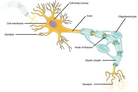 Neurons | Organismal Biology