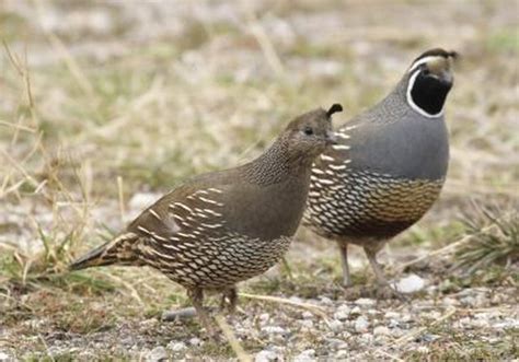 How to Tell a Male & Female Quail Apart | Cuteness