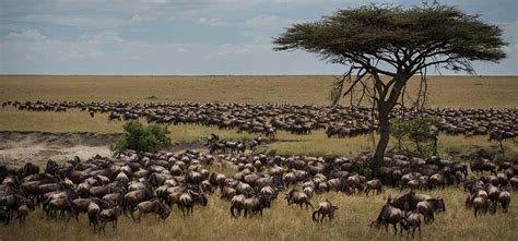 The Serengeti’s Great Wildebeest Migration in December