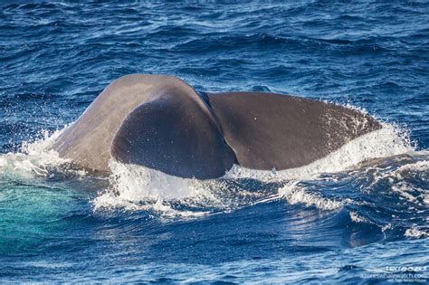 Whale Watching In The Azores Islands With Terra Azul - The Globe Trotter