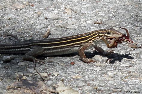 Lizard Behavior and Life History- Hunting and Feeding and Predators