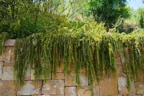 Pruning & harvesting rosemary - Plantura