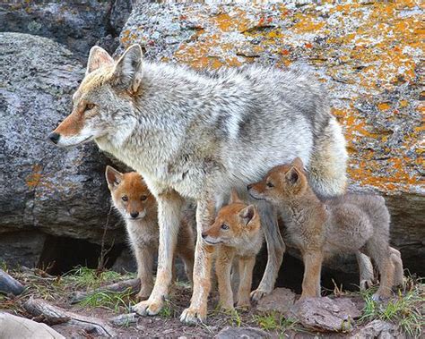 Coyote and Pups | Coyote pup, Desert animals, Wild dogs