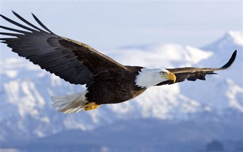 Native American Eagle HD Wallpapers - Top Free Native American Eagle HD Backgrounds ...