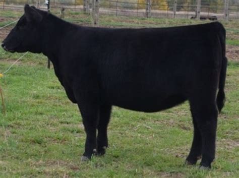 Lot 14 Brilliance x Raven Angus Female | The Best Angus Female We’ve ...