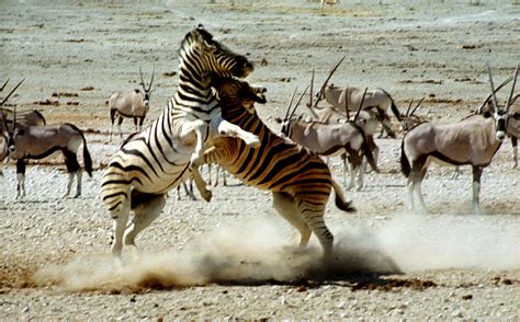 Zebra Fight Photograph by Carole-Anne Fooks - Pixels