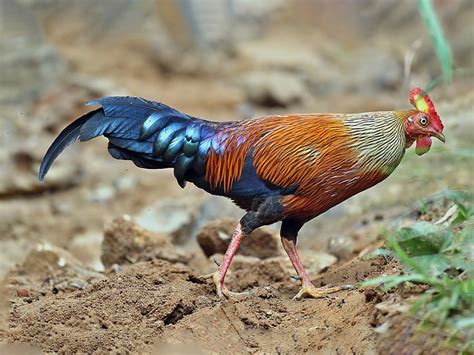 Sri Lanka Junglefowl - eBird