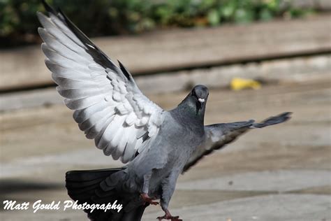 Matt Gould's Wildlife Photography: Pigeon/rock dove hybrid.