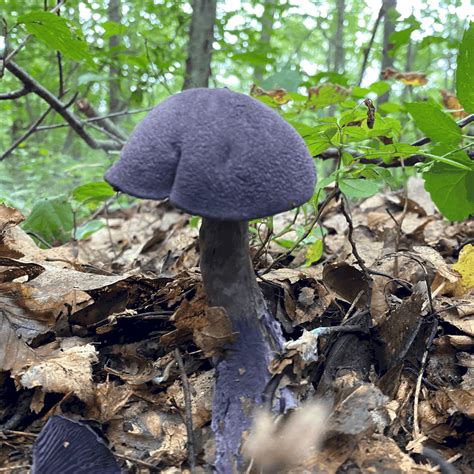 Purple Mushroom - Cortinarius violaceus - Vic's Tree Service