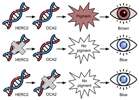 Case Study - The Complicated Genetics of Human Eye Color