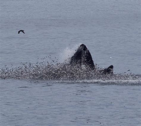 Lunge-feeding Humpback Whales, Risso's Dolphin pod with babies! | Santa Cruz Whale Watching | By ...