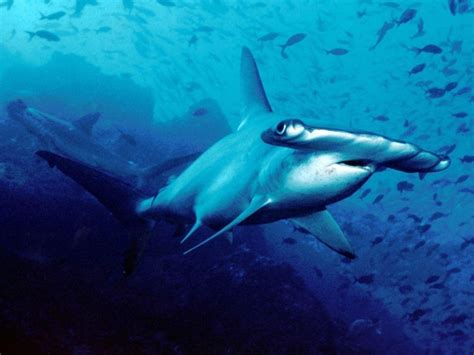 Scalloped Hammerhead Shark – "OCEAN TREASURES" Memorial Library