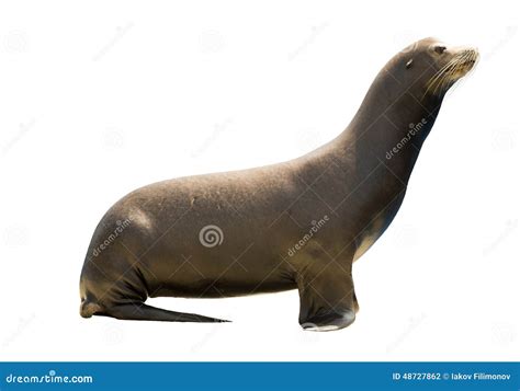 Earless Seal Stock Photo - Image: 48727862