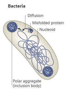 Inclusions In Bacteria