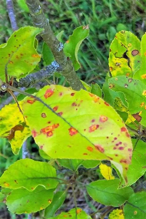 How to Identify, Prevent, and Control Cedar Apple Rust | Crabapple tree, Fruit trees backyard ...