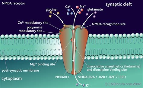 Beta Blog: Breaking brain bonds helps us learn