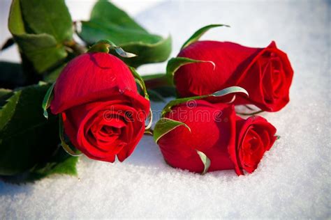 Red roses on snow. stock image. Image of roses, snowdrift - 24324193