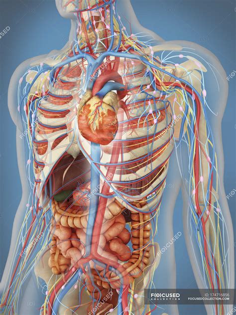 Transparent human body showing heart and main circulatory system with internal organs, nervous ...